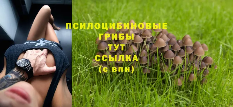 Псилоцибиновые грибы Psilocybine cubensis  купить закладку  Енисейск 